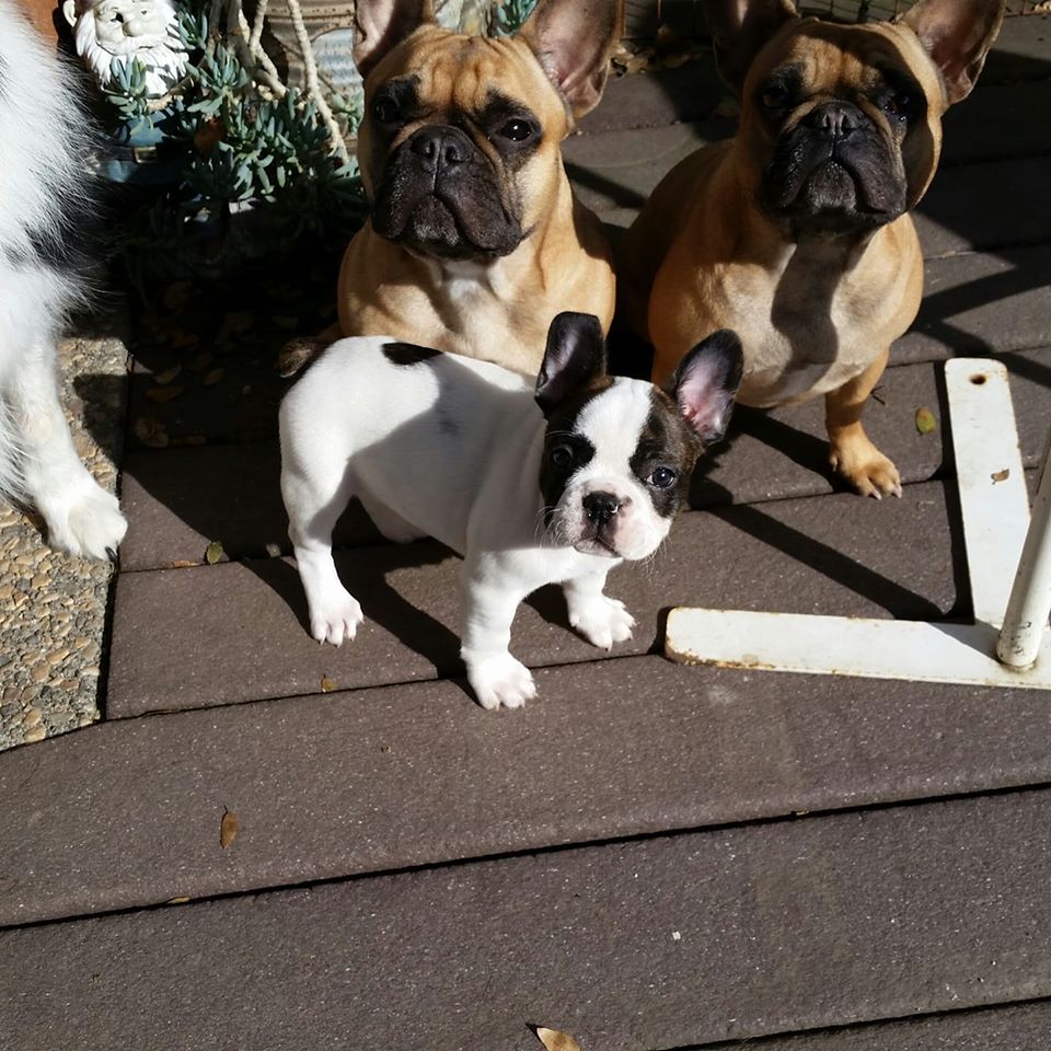French Bulldog Puppies in Sacramento, CA | Frenchie Breeder